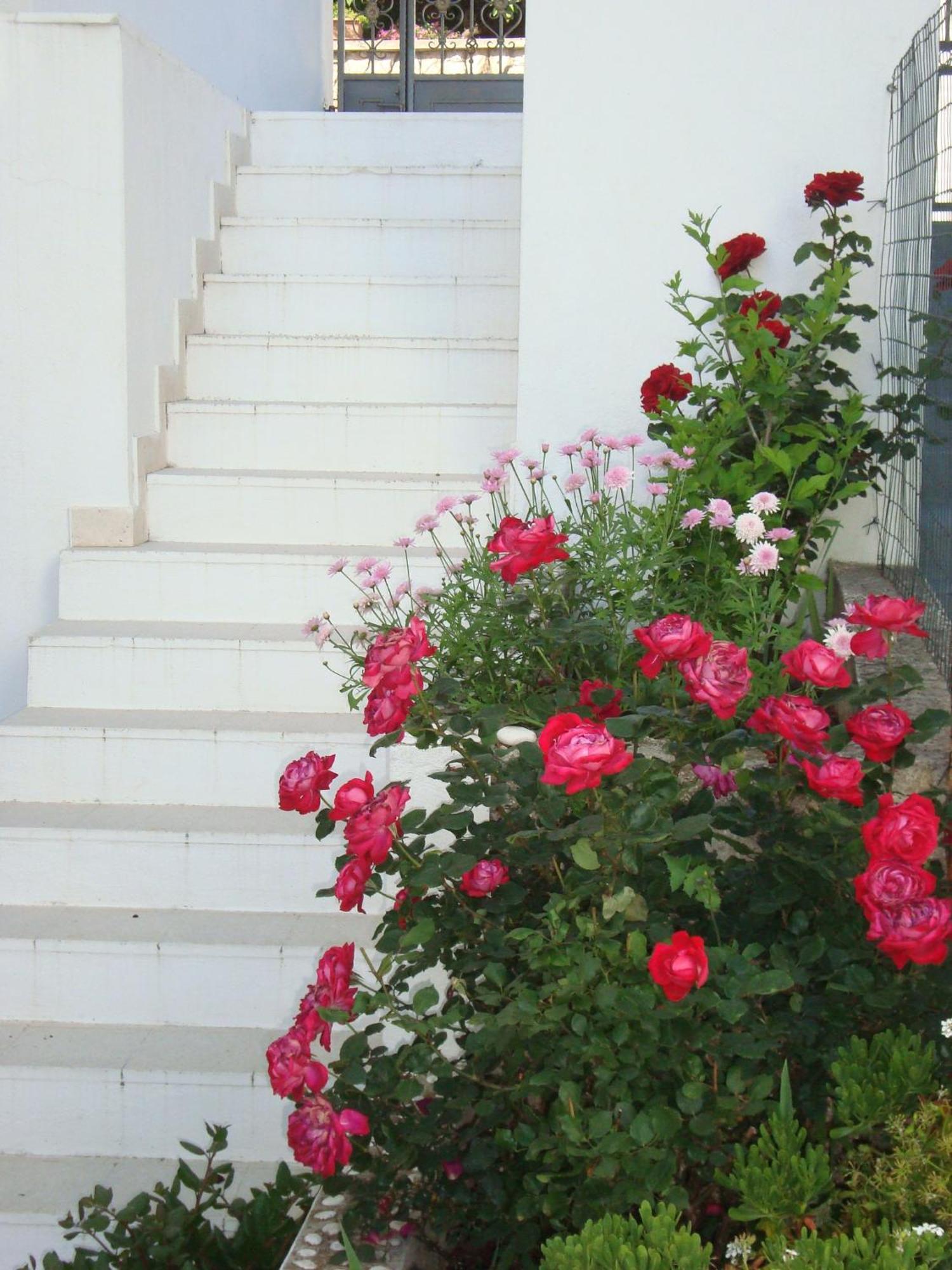 Guesthouse Iva Hvar Town Exteriör bild